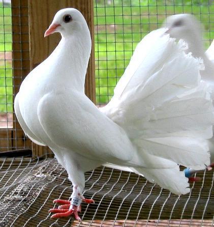Beautiful Pigeons