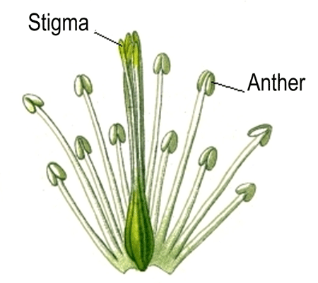 Plant Anther