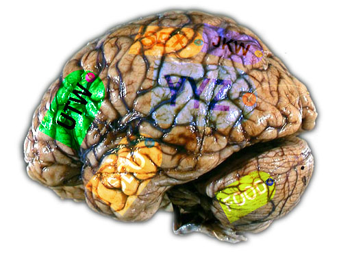 Brain Muscle memory -