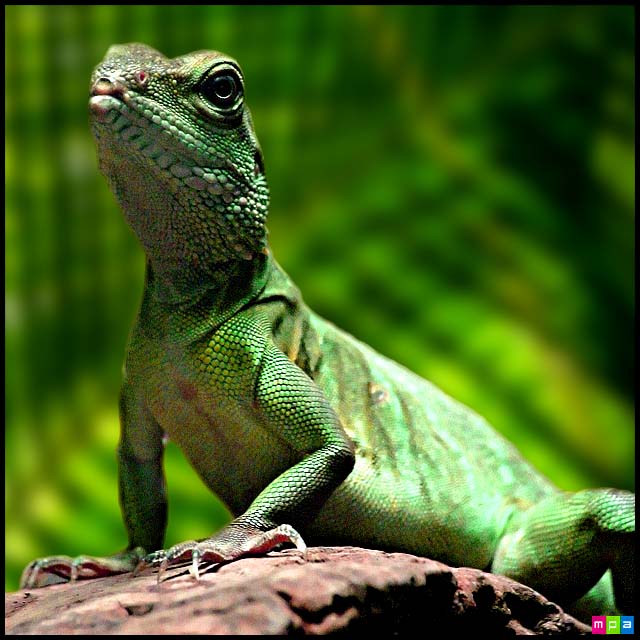 http://theora.com/images/lizard.jpg